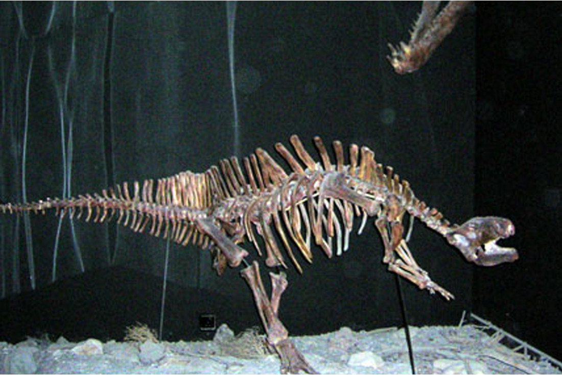 Dino