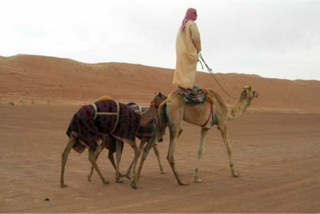 Manon camel