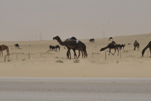 Camels along the way in Saudi Arabia 