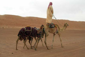 Manon camel